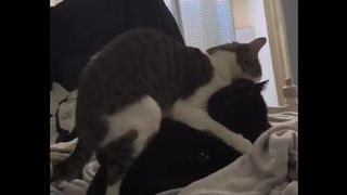 Gay Cat Fucks his Step Cousin on Master’s Bed