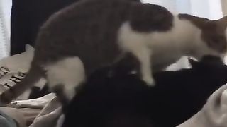 Gay Cat Fucks his Step Cousin on Master’s Bed