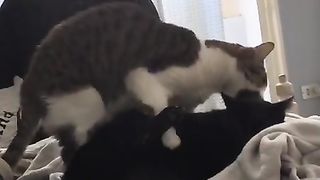 Gay Cat Fucks his Step Cousin on Master’s Bed