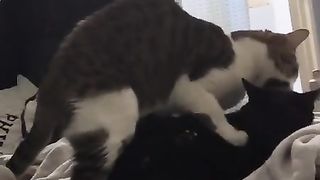 Gay Cat Fucks his Step Cousin on Master’s Bed