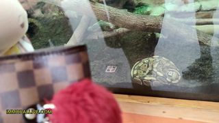 Nasty Latina with Fat, Yummy Butt Tempts Her Stepbrother When They Visit the Zoo